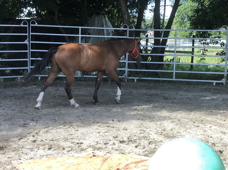 Freiberger Wallach 3 Jahre 156 cm Brauner in R&#xFC;mmingen