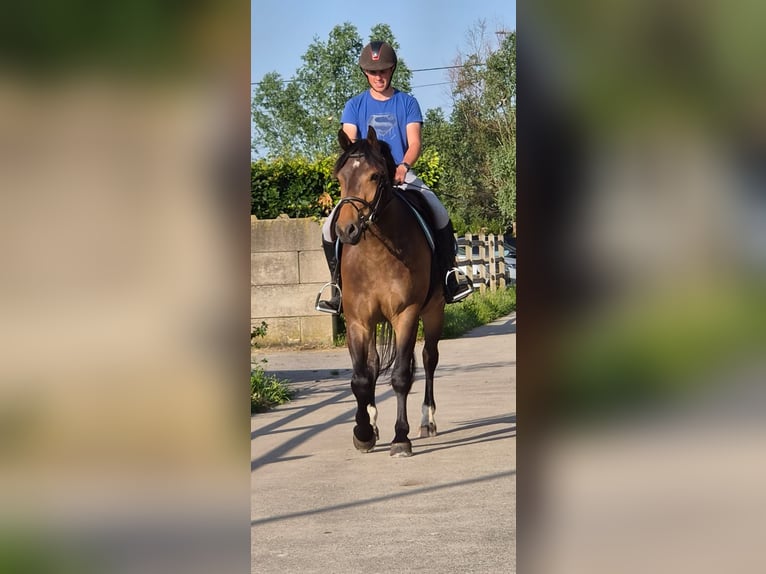 Freiberger Wallach 3 Jahre 156 cm Dunkelbrauner in Breendonk
