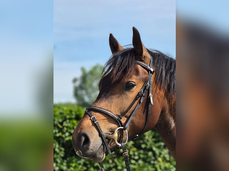 Freiberger Wallach 3 Jahre 156 cm Dunkelbrauner in Breendonk