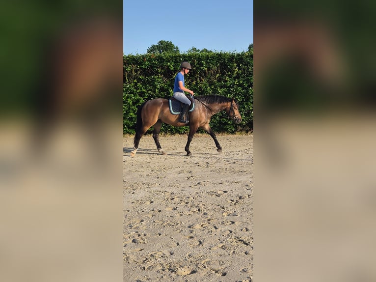 Freiberger Wallach 3 Jahre 156 cm Dunkelbrauner in Breendonk