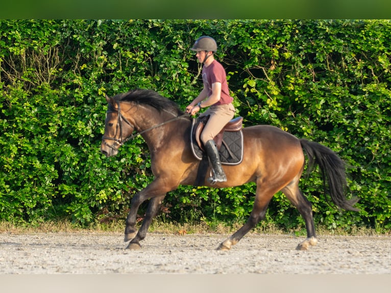 Freiberger Wallach 3 Jahre 156 cm Dunkelbrauner in Breendonk