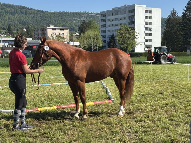 Freiberger Wallach 3 Jahre 156 cm Fuchs in Bourrignon