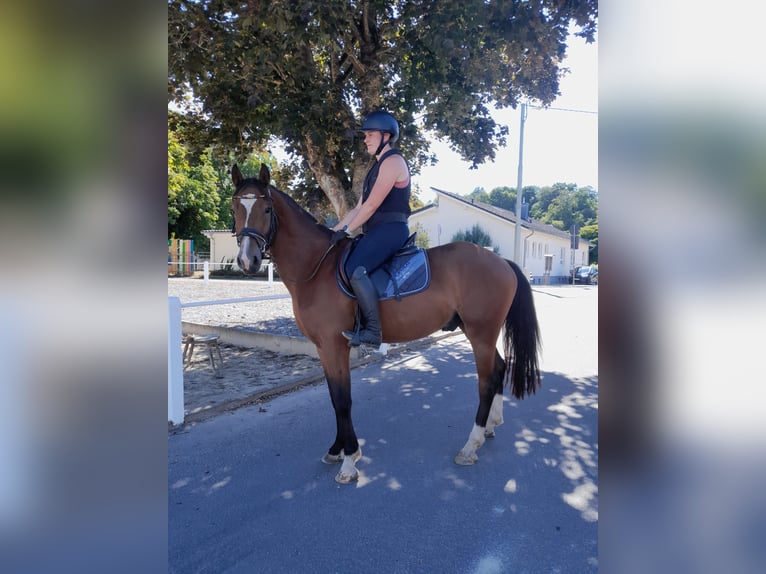 Freiberger Wallach 3 Jahre 157 cm Brauner in Niederneisen