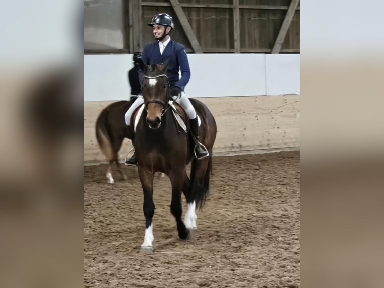 Freiberger Wallach 3 Jahre 157 cm Dunkelbrauner in Chevenez