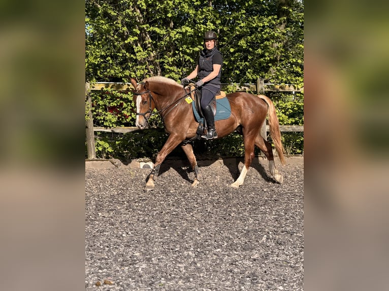 Freiberger Wallach 3 Jahre 157 cm Dunkelfuchs in Paderborn