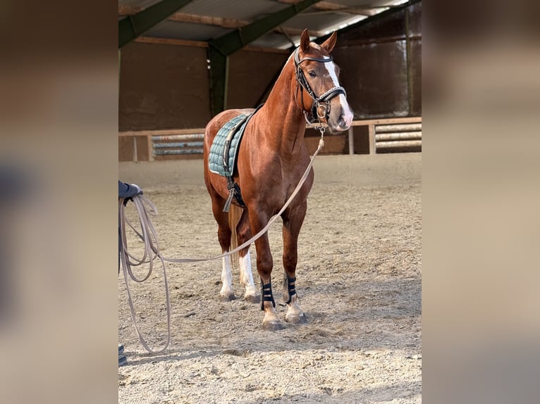 Freiberger Wallach 3 Jahre 157 cm Dunkelfuchs in Paderborn