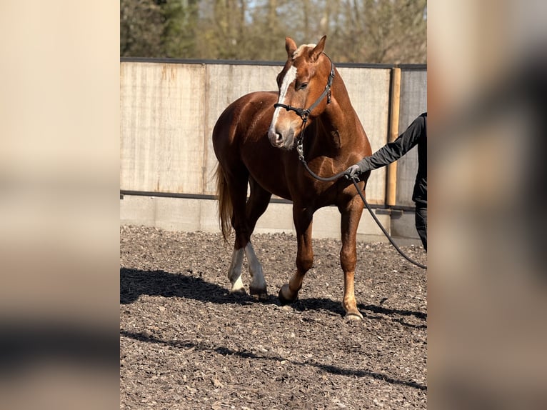 Freiberger Wallach 3 Jahre 157 cm Dunkelfuchs in Paderborn