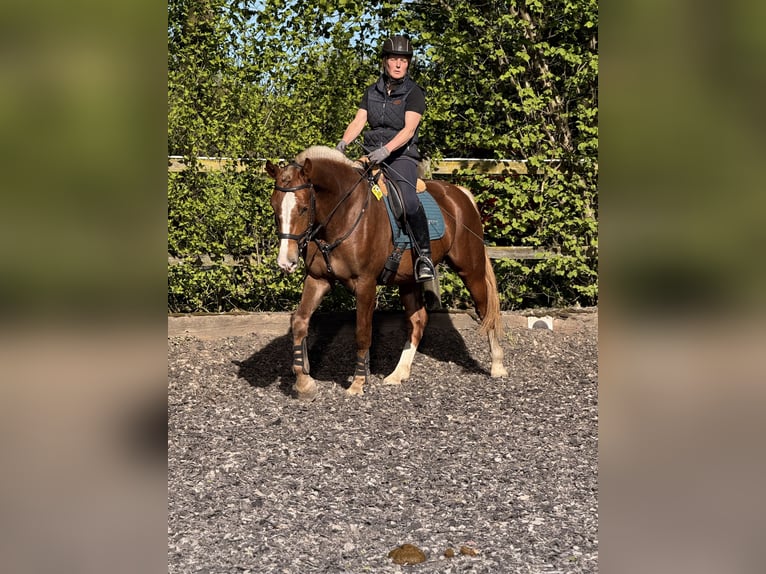 Freiberger Wallach 3 Jahre 157 cm Dunkelfuchs in Paderborn
