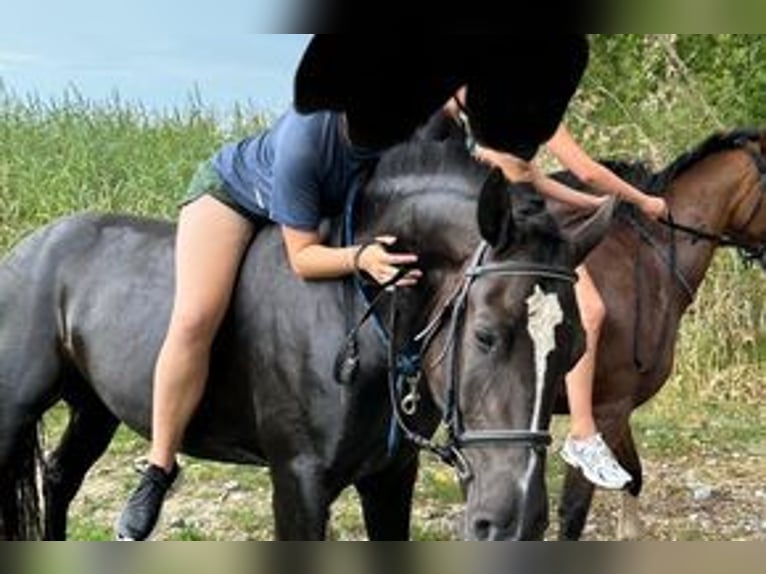 Freiberger Wallach 3 Jahre 157 cm Schwarzbrauner in Schönholzerswilen