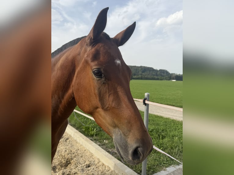 Freiberger Wallach 3 Jahre 158 cm Brauner in Niederbüren