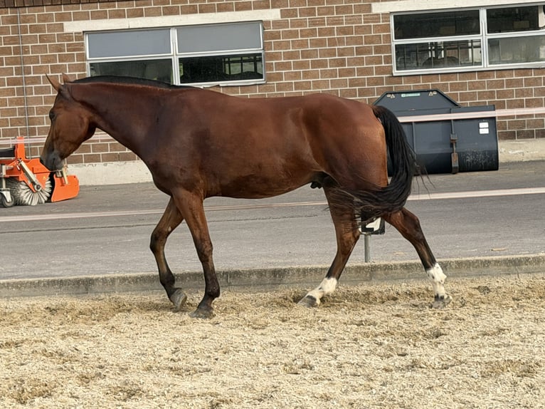 Freiberger Wallach 3 Jahre 158 cm Brauner in Niederbüren