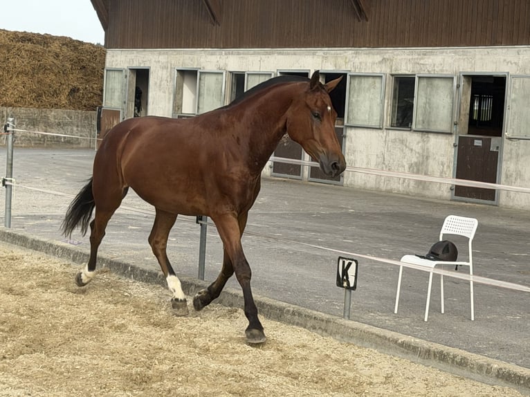 Freiberger Wallach 3 Jahre 158 cm Brauner in Niederbüren