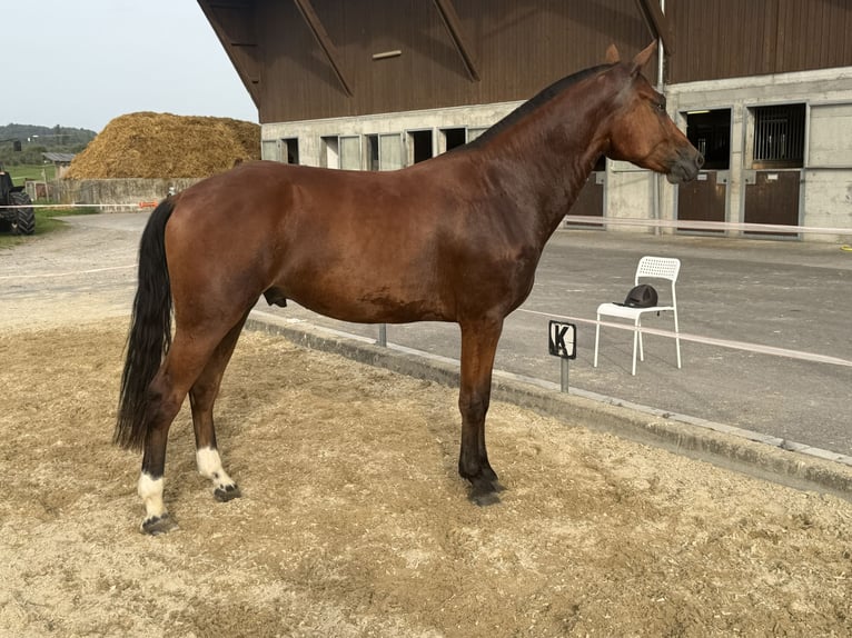 Freiberger Wallach 3 Jahre 158 cm Brauner in Niederbüren