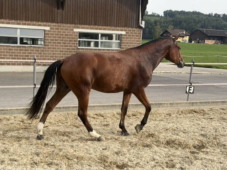 Freiberger Wallach 3 Jahre 158 cm Brauner in Niederbüren