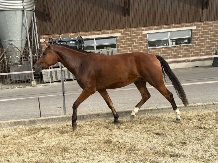 Freiberger Wallach 3 Jahre 158 cm Brauner in Niederbüren