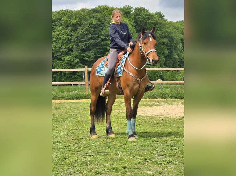 Freiberger Wallach 3 Jahre 158 cm Brauner in Linkenbach