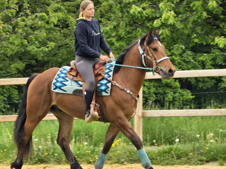 Freiberger Wallach 3 Jahre 158 cm Brauner in Linkenbach