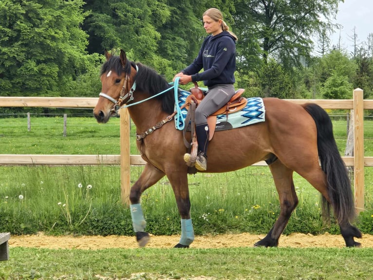 Freiberger Wallach 3 Jahre 158 cm Brauner in Linkenbach