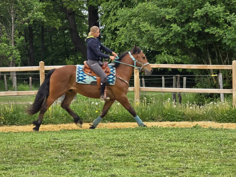 Freiberger Wallach 3 Jahre 158 cm Brauner in Linkenbach