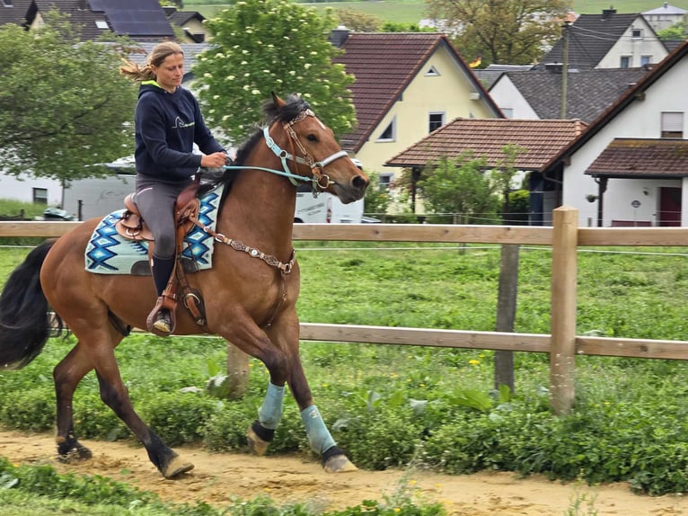Freiberger Wallach 3 Jahre 158 cm Brauner in Linkenbach