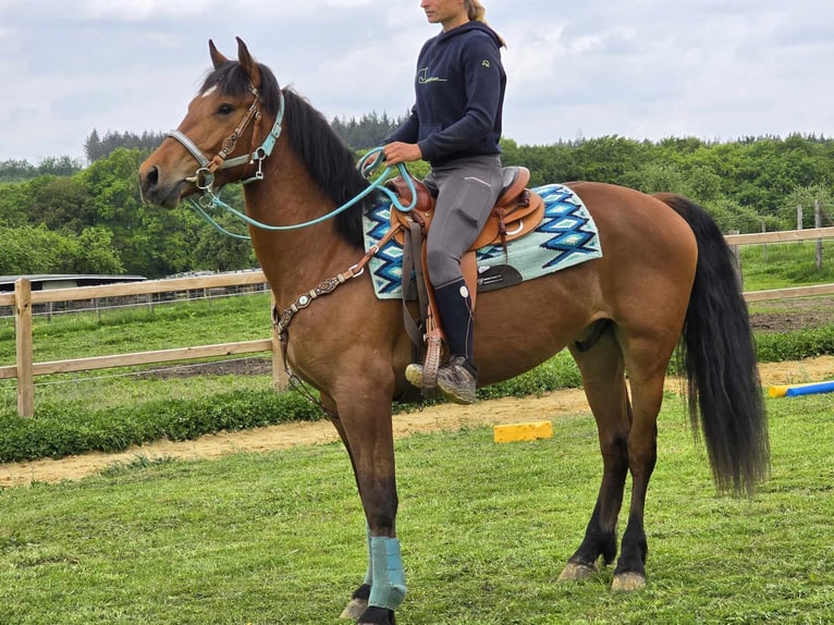 Freiberger Wallach 3 Jahre 158 cm Brauner in Linkenbach