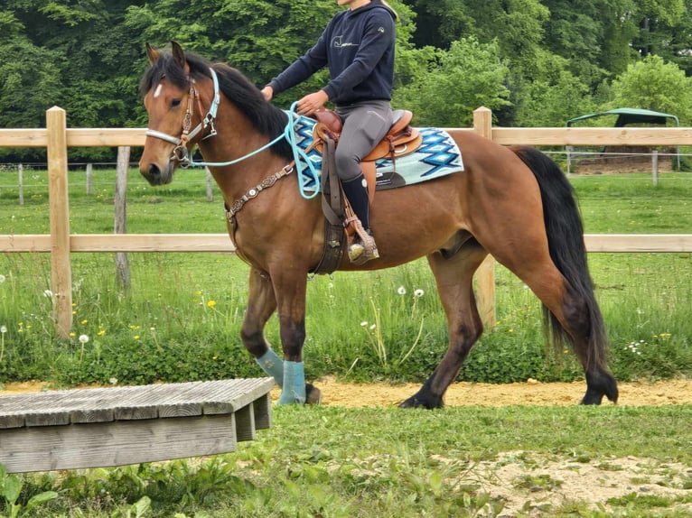 Freiberger Wallach 3 Jahre 158 cm Brauner in Linkenbach