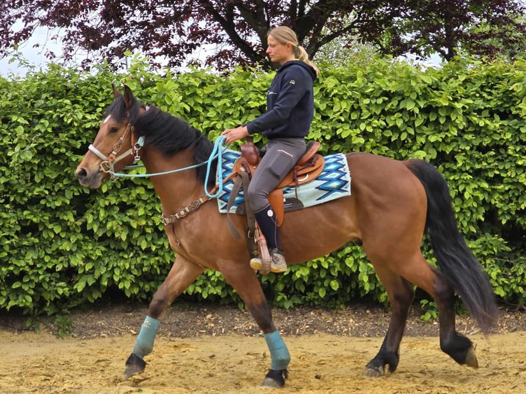 Freiberger Wallach 3 Jahre 158 cm Brauner in Linkenbach