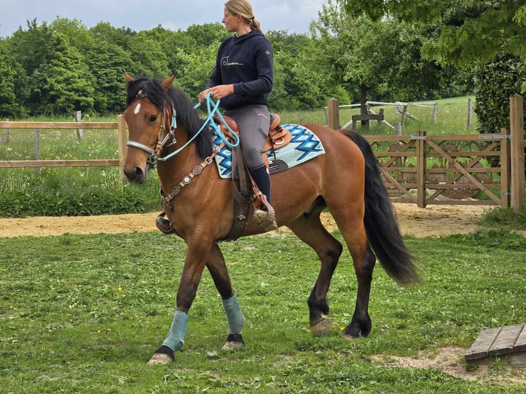 Freiberger Wallach 3 Jahre 158 cm Brauner in Linkenbach