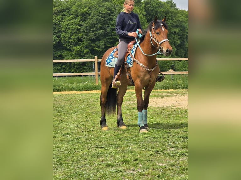Freiberger Wallach 3 Jahre 158 cm Brauner in Linkenbach