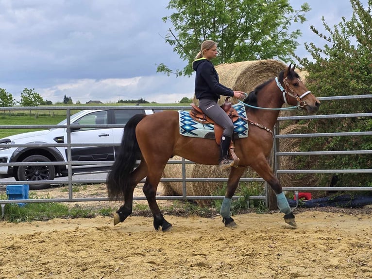 Freiberger Wallach 3 Jahre 158 cm Brauner in Linkenbach