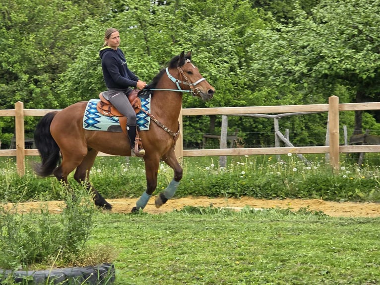 Freiberger Wallach 3 Jahre 158 cm Brauner in Linkenbach