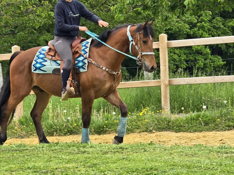 Freiberger Wallach 3 Jahre 158 cm Brauner in Linkenbach