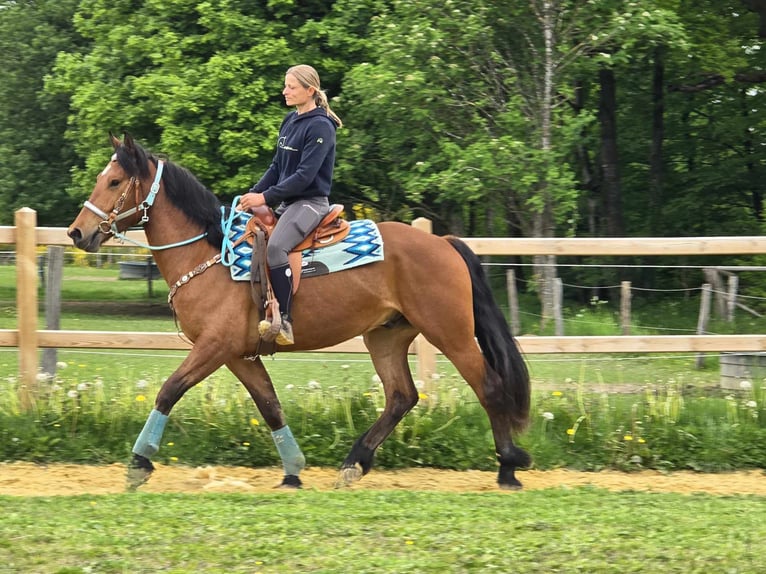 Freiberger Wallach 3 Jahre 158 cm Brauner in Linkenbach