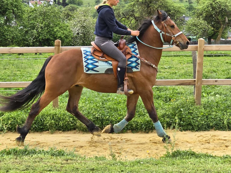 Freiberger Wallach 3 Jahre 158 cm Brauner in Linkenbach