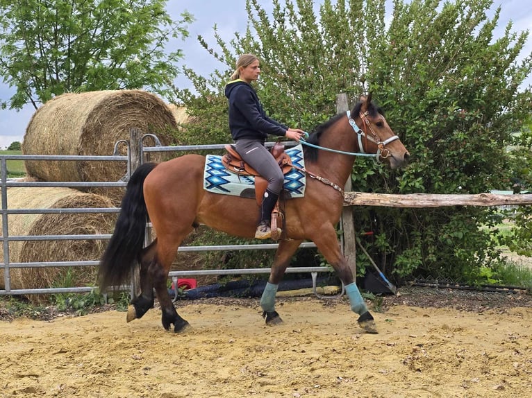 Freiberger Wallach 3 Jahre 158 cm Brauner in Linkenbach