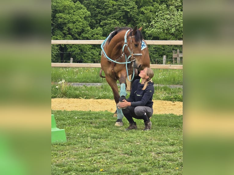 Freiberger Wallach 3 Jahre 158 cm Brauner in Linkenbach