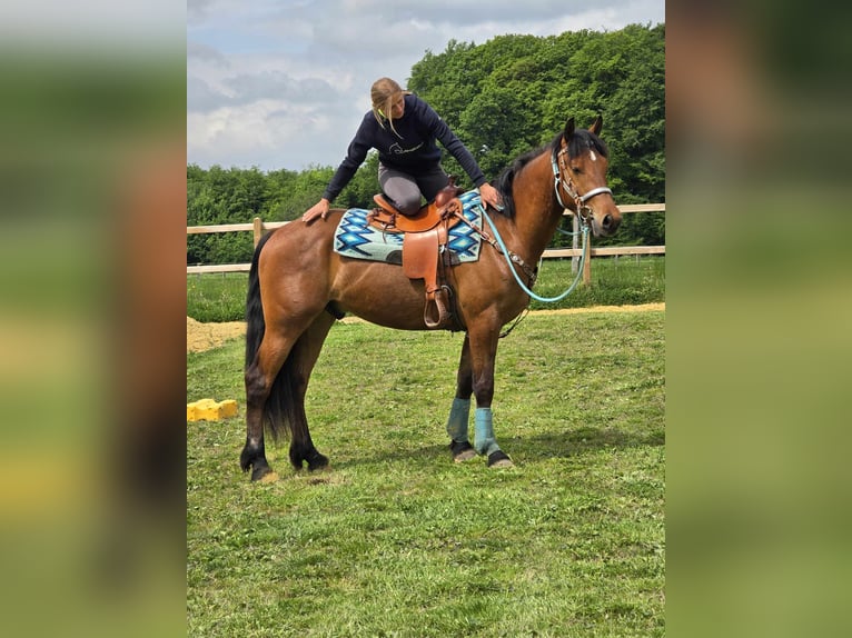 Freiberger Wallach 3 Jahre 158 cm Brauner in Linkenbach