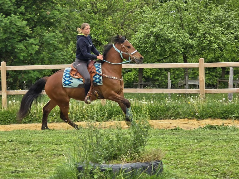 Freiberger Wallach 3 Jahre 158 cm Brauner in Linkenbach