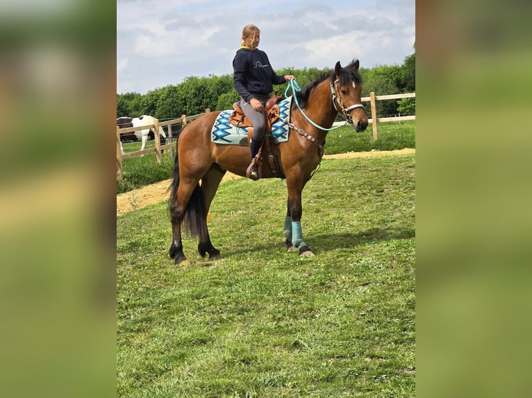 Freiberger Wallach 3 Jahre 158 cm Brauner in Linkenbach