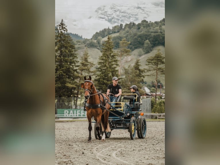 Freiberger Wallach 3 Jahre 158 cm Brauner in Schiers
