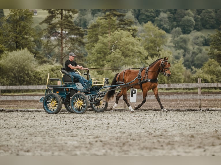 Freiberger Wallach 3 Jahre 158 cm Brauner in Schiers