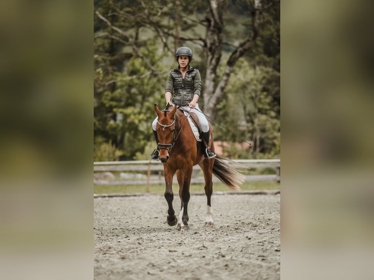 Freiberger Wallach 3 Jahre 158 cm Brauner in Schiers