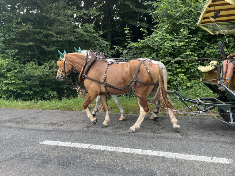 Freiberger Wallach 3 Jahre 158 cm Fuchs in Sch&#xF6;nholzerswilen