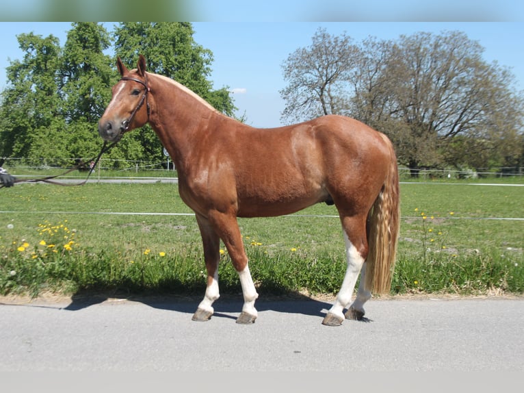 Freiberger Wallach 3 Jahre 158 cm Fuchs in Sch&#xF6;nholzerswilen