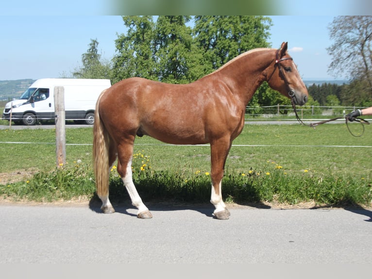 Freiberger Wallach 3 Jahre 158 cm Fuchs in Sch&#xF6;nholzerswilen