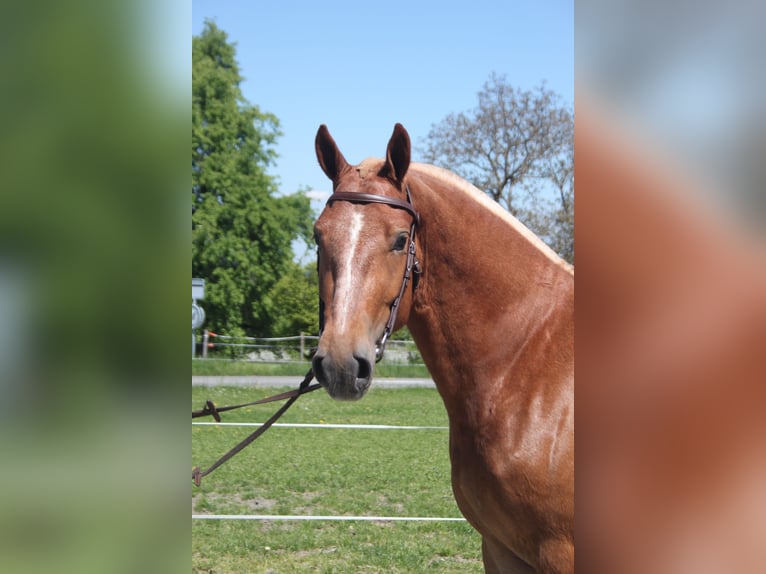 Freiberger Wallach 3 Jahre 158 cm Fuchs in Sch&#xF6;nholzerswilen