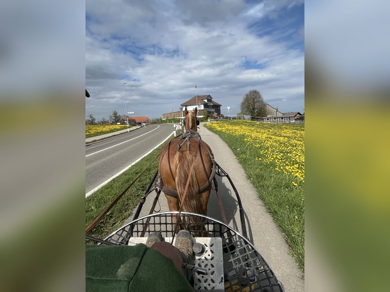 Freiberger Wallach 3 Jahre 158 cm Fuchs in Sch&#xF6;nholzerswilen