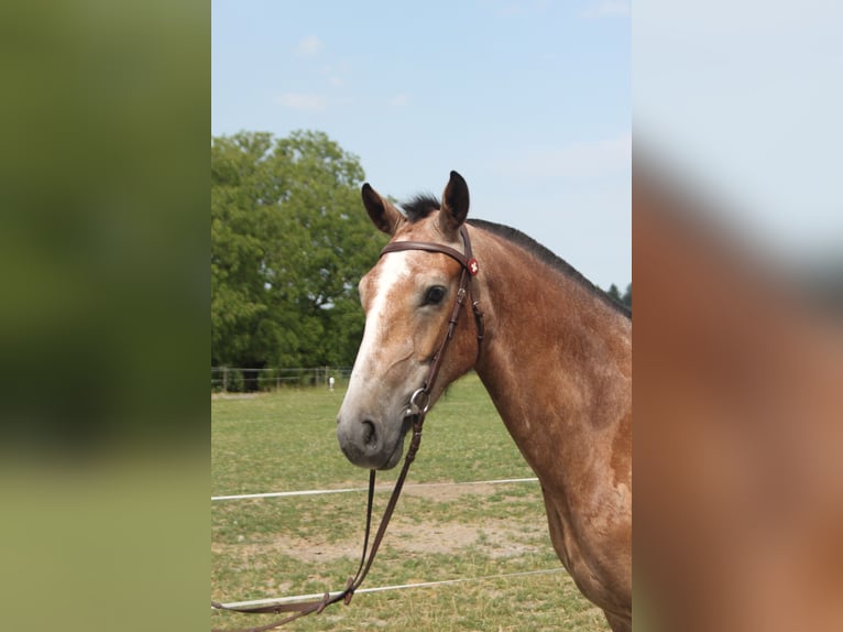 Freiberger Wallach 3 Jahre 158 cm Kann Schimmel werden in Sch&#xF6;nholzerswilen