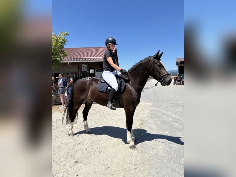 Freiberger Wallach 3 Jahre 158 cm Rappe in Oschwand