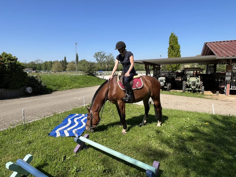 Freiberger Wallach 3 Jahre 159 cm Dunkelbrauner in Rümmingen